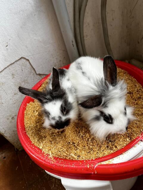 Zwergkaninchen