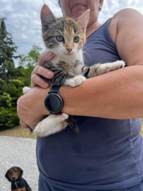 Babykatzen