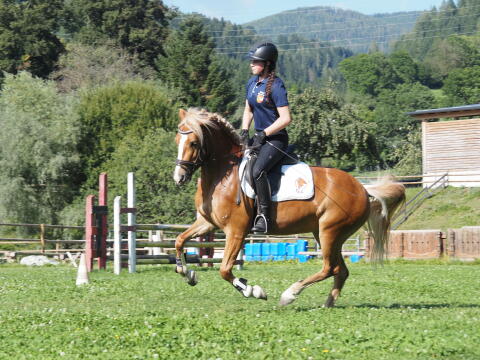 Hailey, Haflinger-Stute