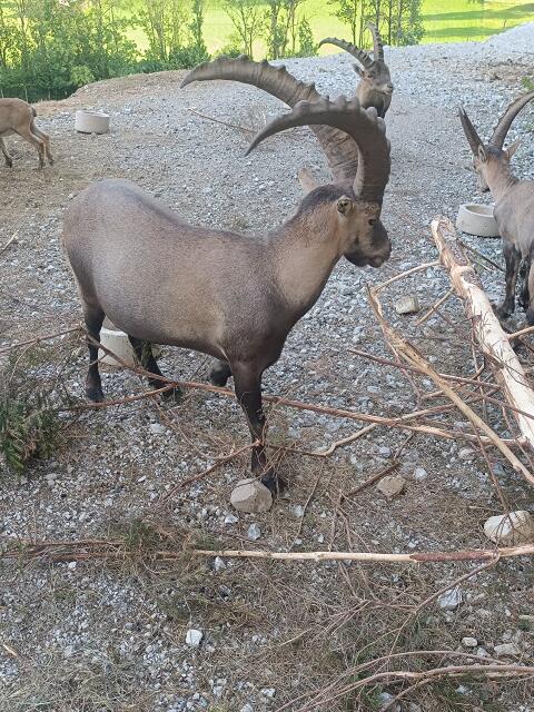 Steinbock-Lebendverkauf