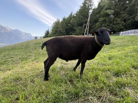 Jura-Widder