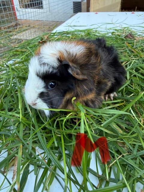 Meerschweinchen