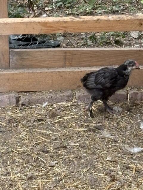 Reinrassige Hähne von Orpington, Marans, Donxiang Lukedanji