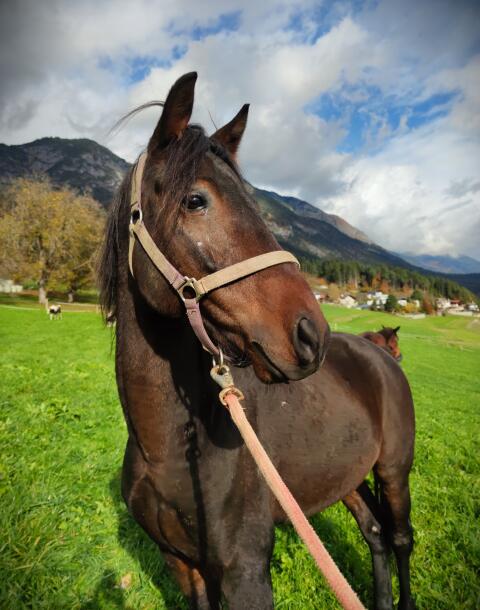 6-jähriger Pinto-Wallach