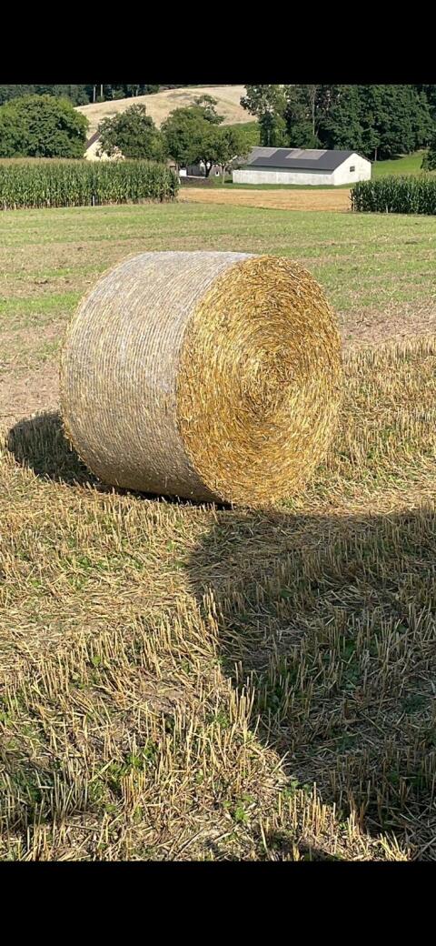 Suche Stroh