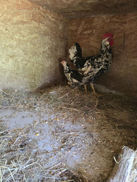 Leghorn Exchequer 1:1 von 2026