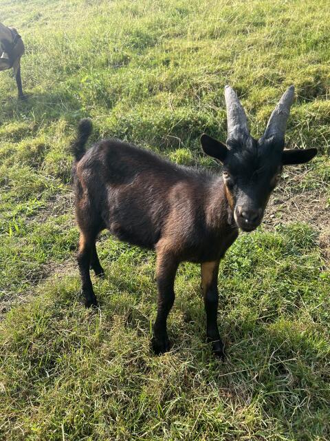 Aosta Kitzbock