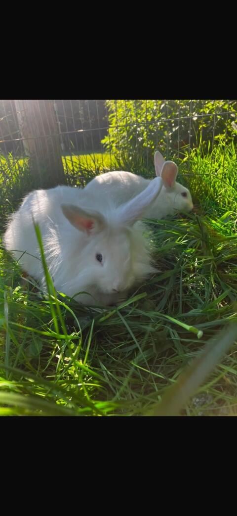 Zwergkaninchen