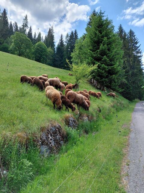 Braune Bergschafe Bio