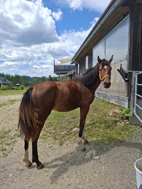 1-jährige Stute Warmblut von Prämienhengst VAN AUSTRIA