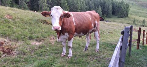 Hochträchtige Fleckvieh-Kalbin
