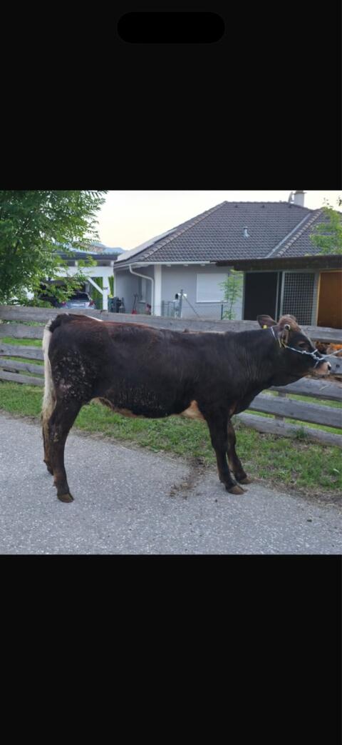 Aubrac/Pinzgauer und Pinzgauer Kalbin