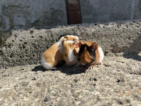 Meerschweinchen
