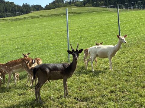 Damwild, Damhirsch, Spießer