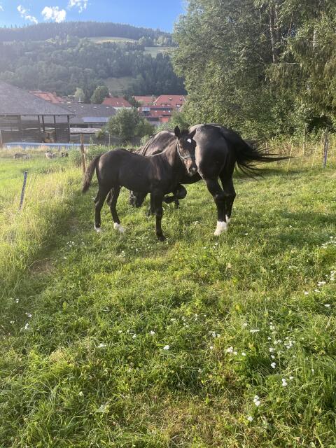 Noriker Hengstfohlen