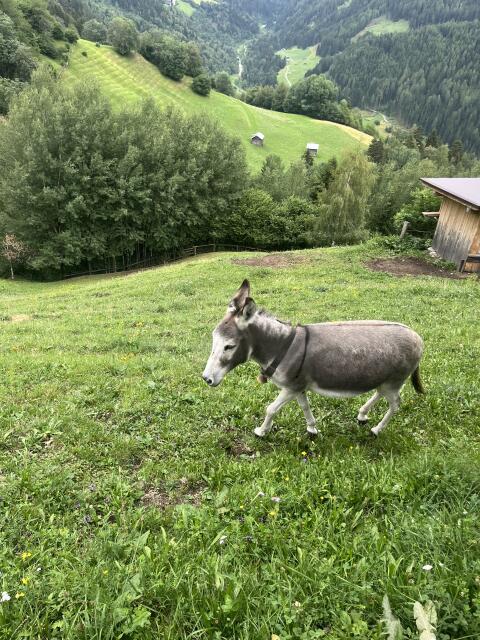 Hausesel