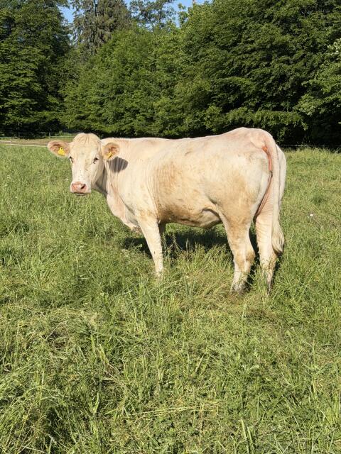 Hochträchtige Charolais-Kuh