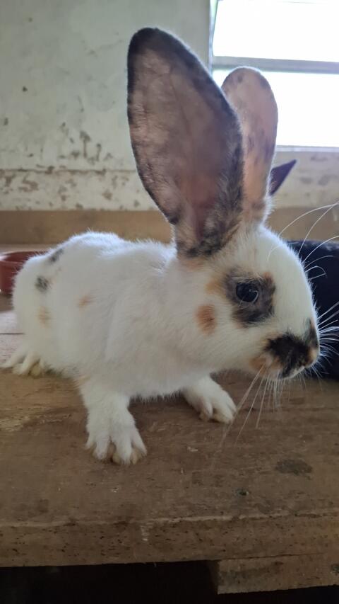 Hasen