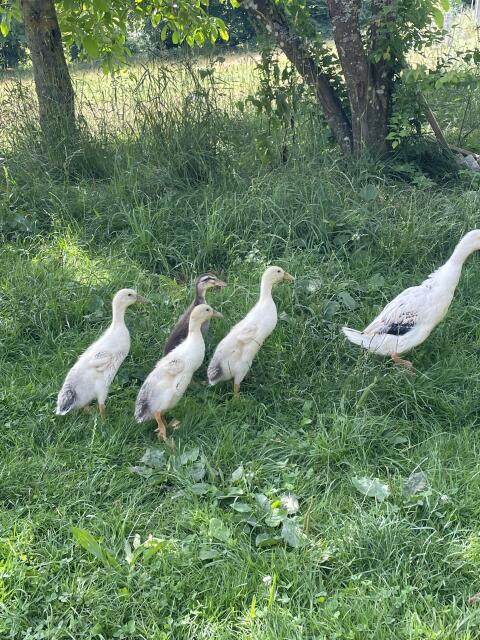 Laufenten aus biologischer Haltung