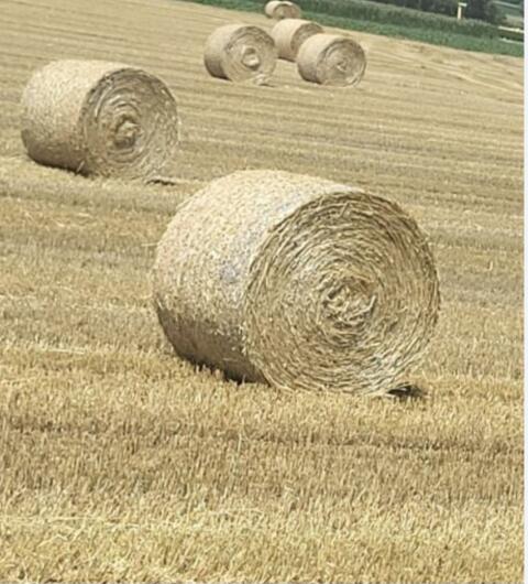 Haferstroh in Futterqualität