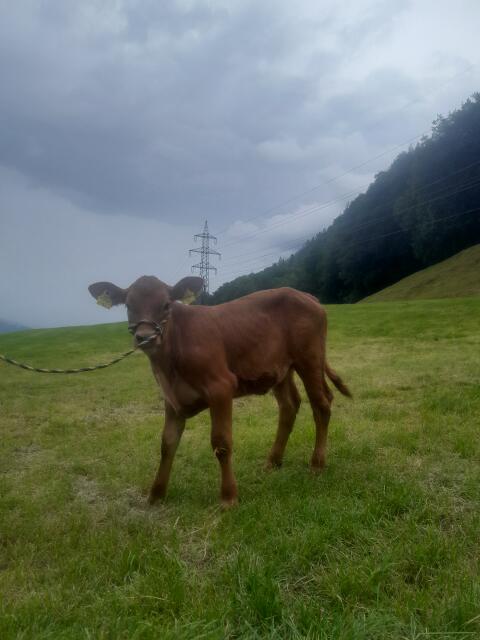 Verkaufe Angus x BS Kuhkalb