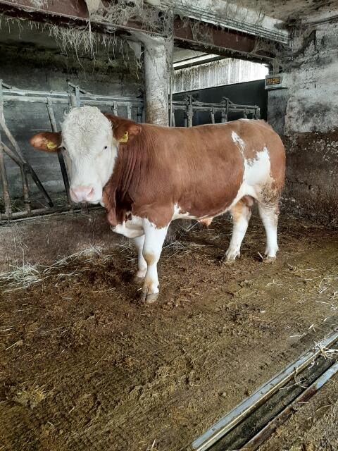 Fleckvieh, Deckstier genetisch hornlos