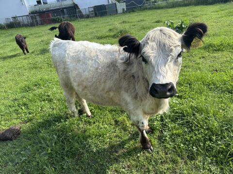 Galloway Kalbin, ca. 1,5 Jahre alt