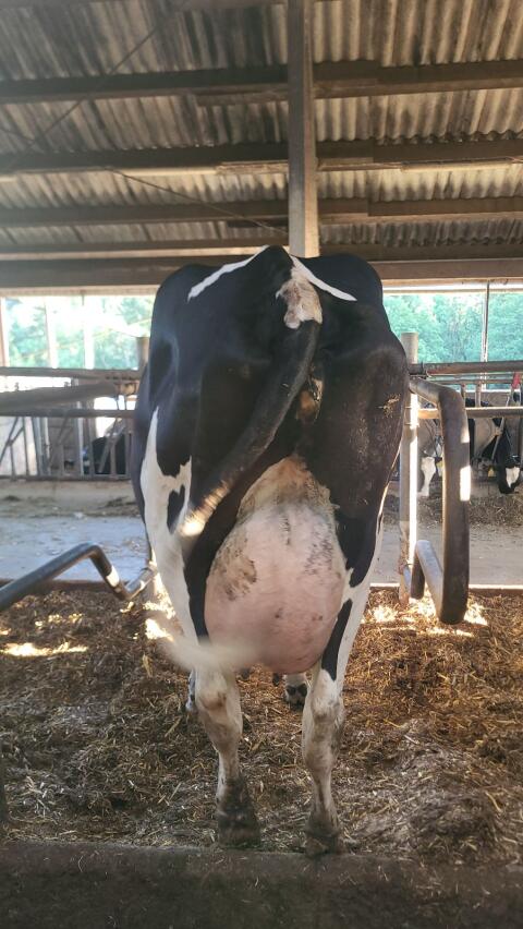 3 HF Kühe in Milch