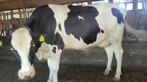 3 HF Kühe in Milch