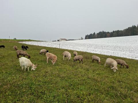 Milchziegen