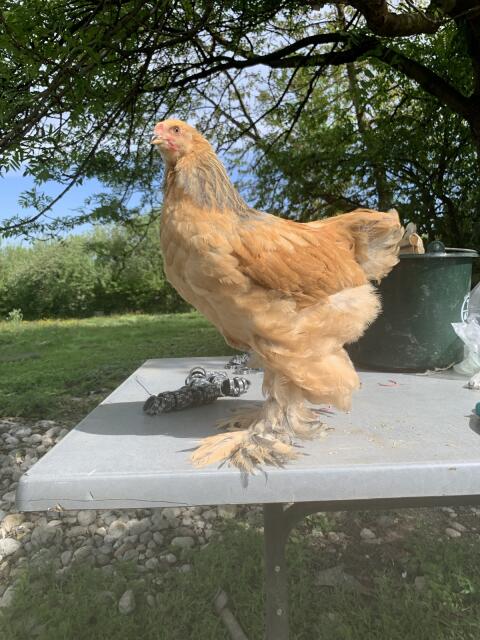 Brahma und Cochin