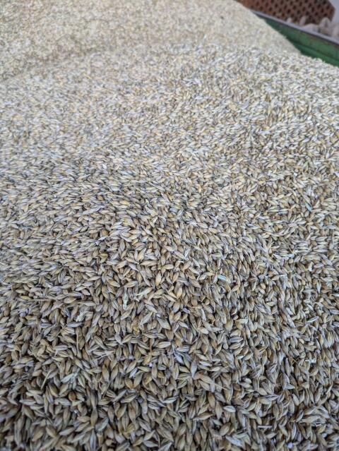 Bio-Weizen, Gerste, Triticale