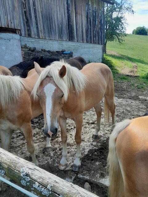New York, Haflinger Hengst