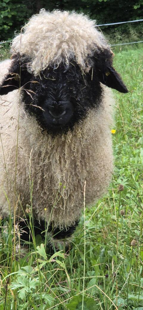 Walliser Schwarznasen-Widder Bio und HB