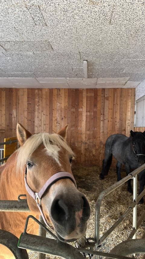 Gelände-Profi Haflinger Stute