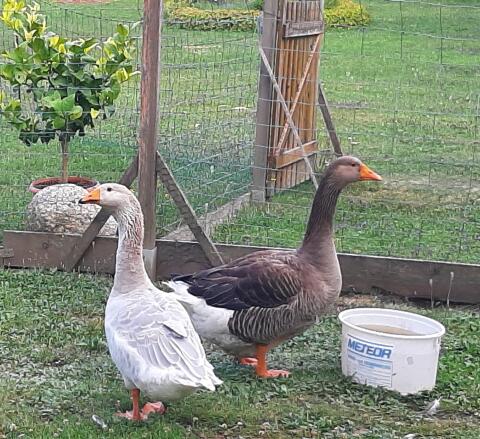 Gänsepaar