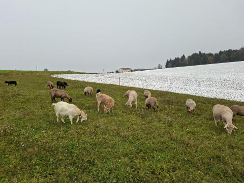 Milchziegen