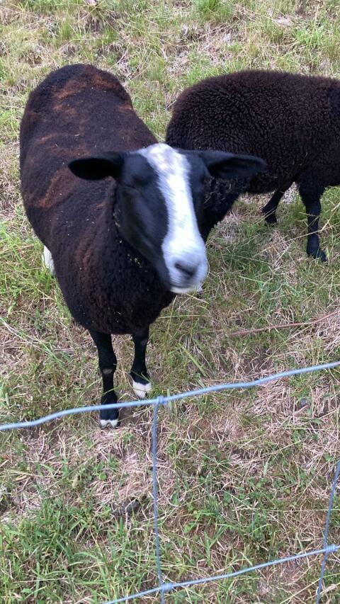 Zwartblesschafe