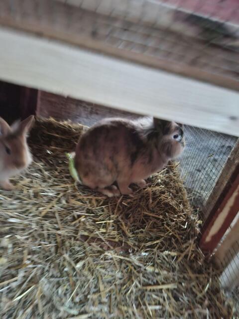 Hasen