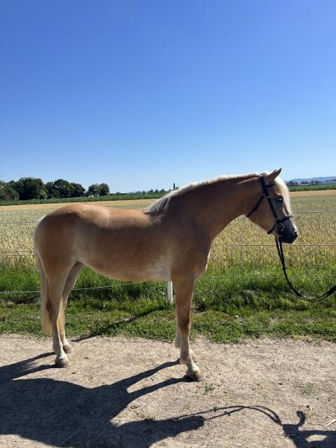Barbiepferd zum Verlieben