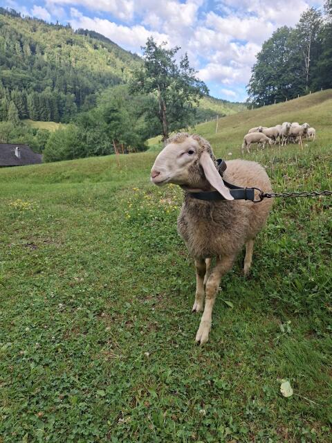 Bergschaf-Widder