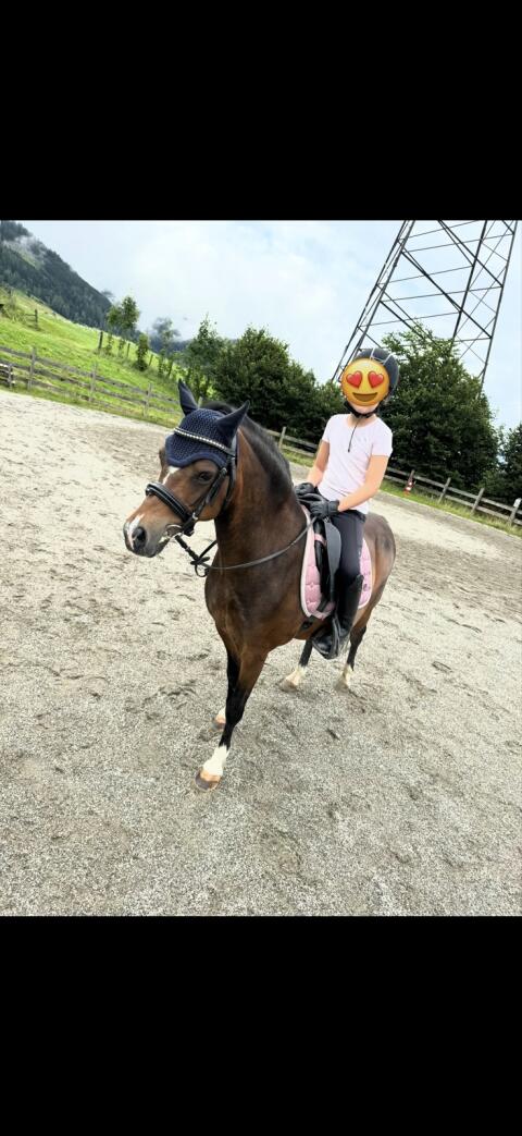 Verkaufe super liebes Welshpony