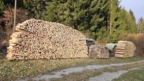 Brennholz trocken oder frisch