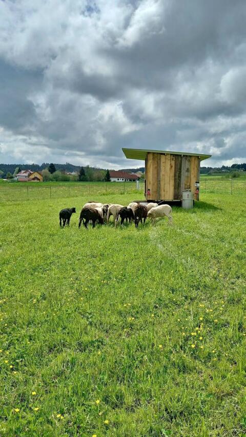 Verkaufe jungen Schafbock Jura Berg