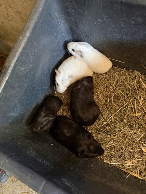 Riesenmeerschweinchen Cuy