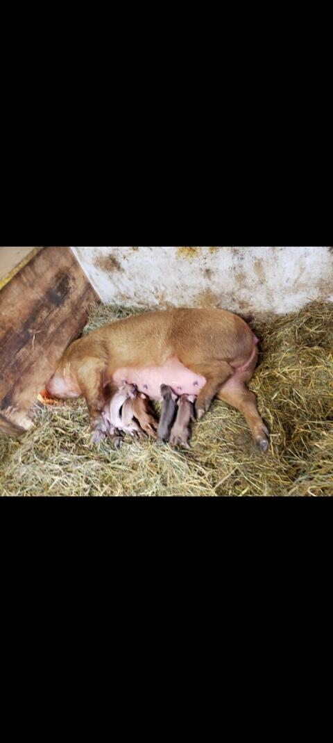 Duroc-Ferkel