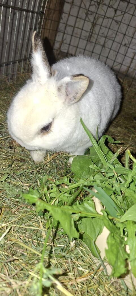 Zwergkaninchen