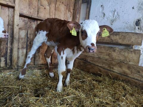Kuhkalb Fleckvieh x Normande