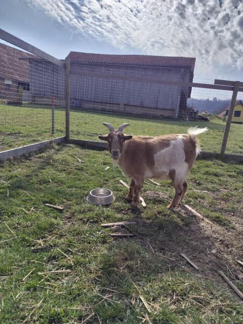 Zwergziegenbock