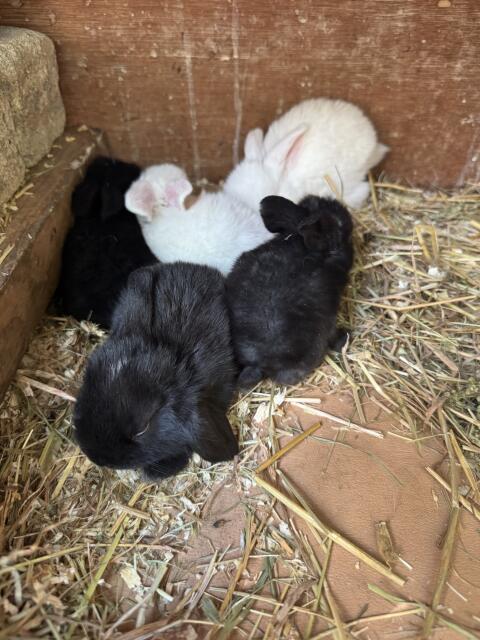 Zwergkaninchenbabys